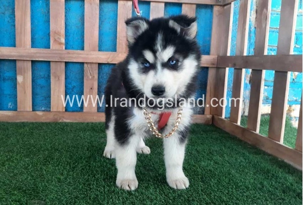 --husky-233_10