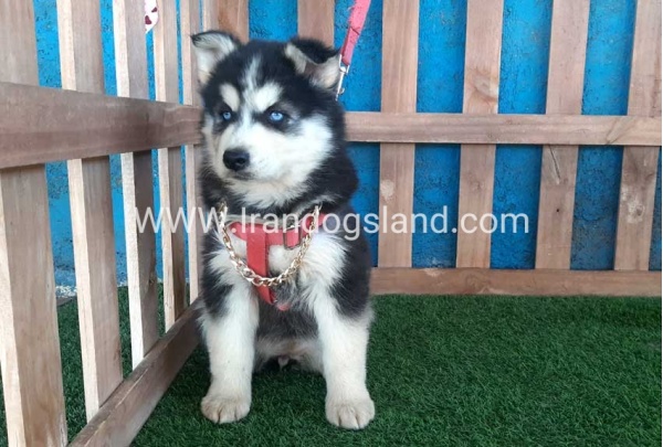 --husky-233_11