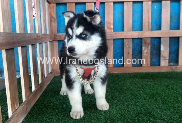 --husky-233_12