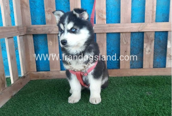 --husky-233_4