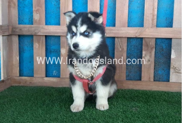 --husky-233_7