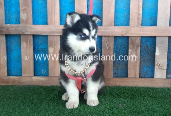 --husky-233_8