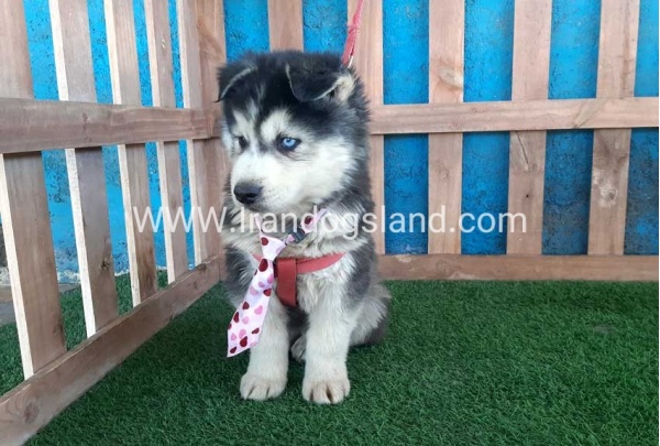 --husky-234_1