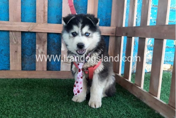 --husky-234_10