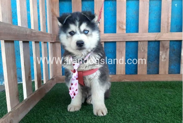 --husky-234_12