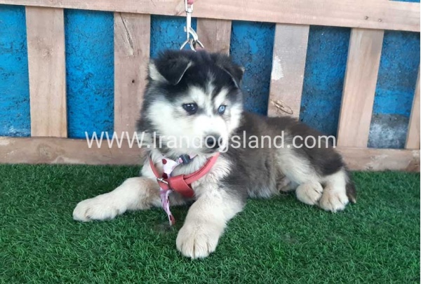 --husky-234_6