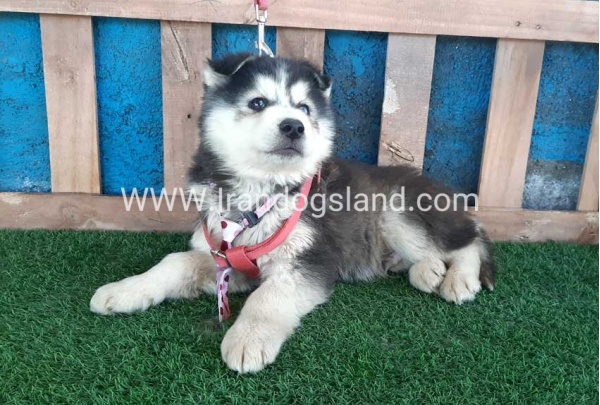 --husky-234_7