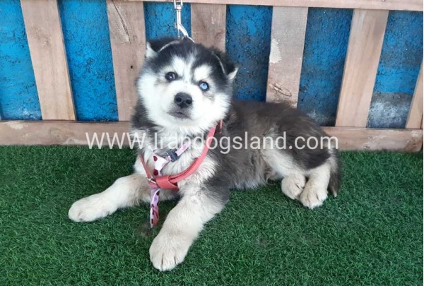 --husky-234_8