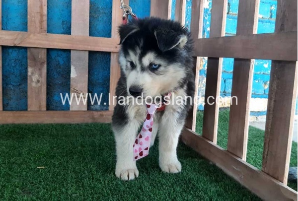 --husky-234_9