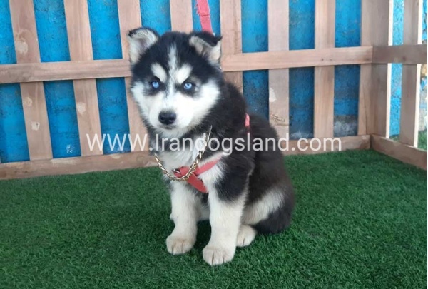 --husky-235_10_1364450182