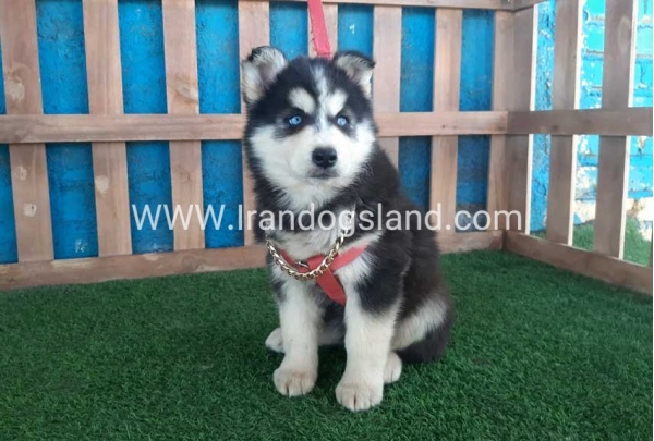 --husky-235_11_516880703