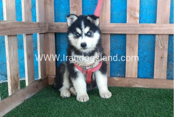 --husky-235_12_47560324