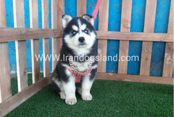 --husky-235_1_99723646