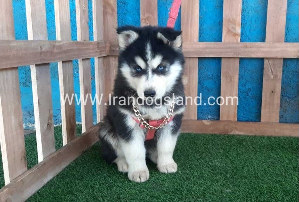 --husky-235_2_1570607172