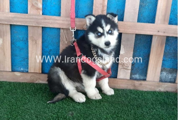 --husky-235_3_1690395329