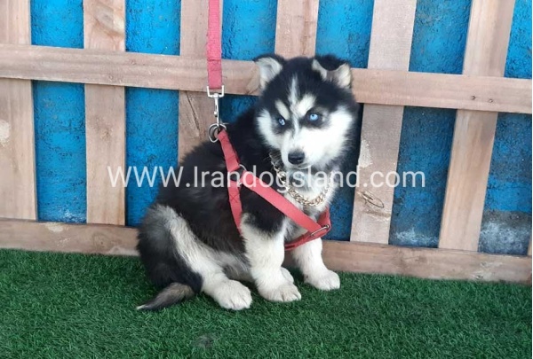 --husky-235_4_763486448