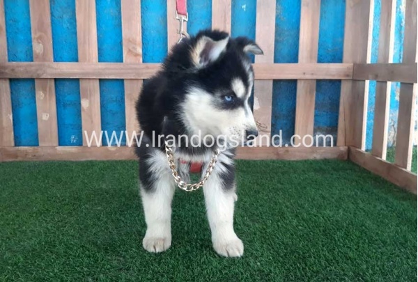 --husky-235_5_921936619