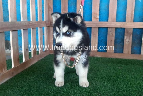 --husky-235_6_927041714