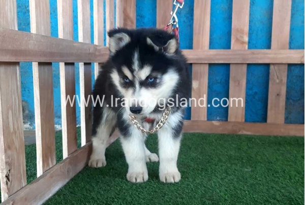 --husky-235_7_1282304071