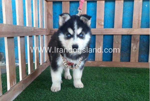 --husky-235_8_1762272508