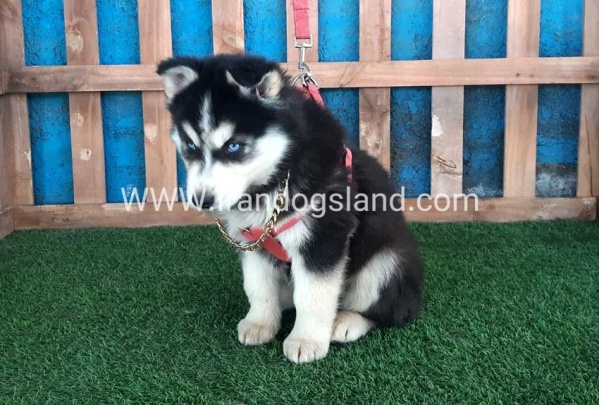 --husky-235_9_1256749938