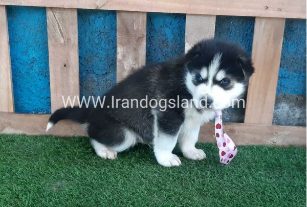 --husky-239_1