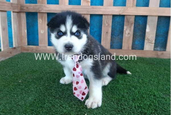 --husky-239_10