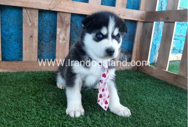 --husky-239_9