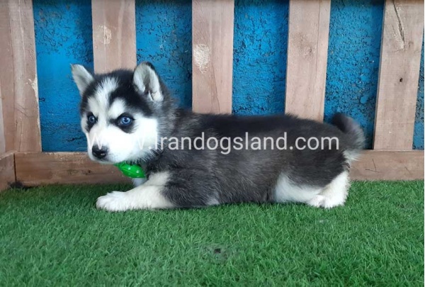 --husky-241_10