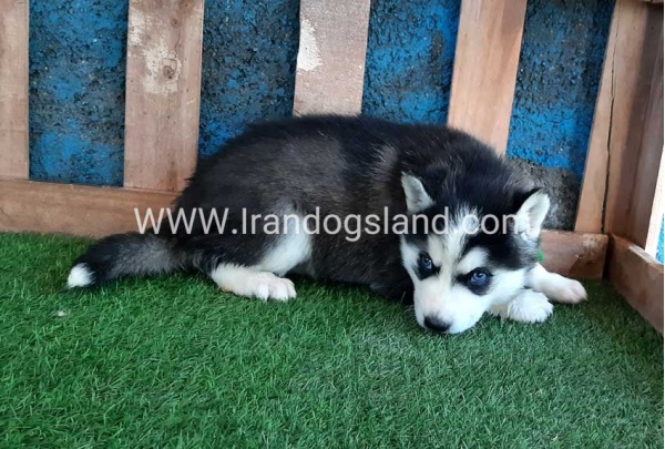 --husky-241_2