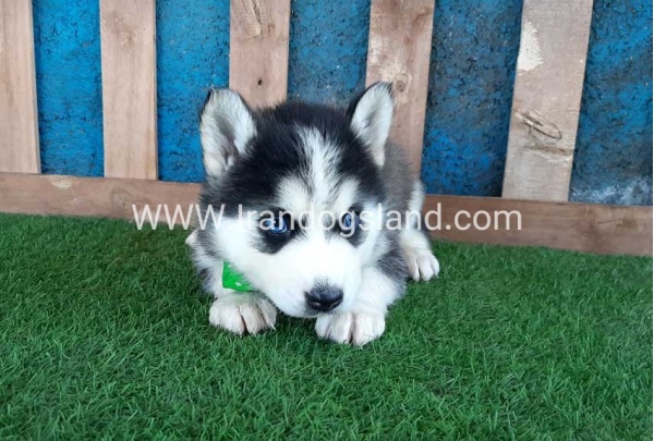 --husky-241_3