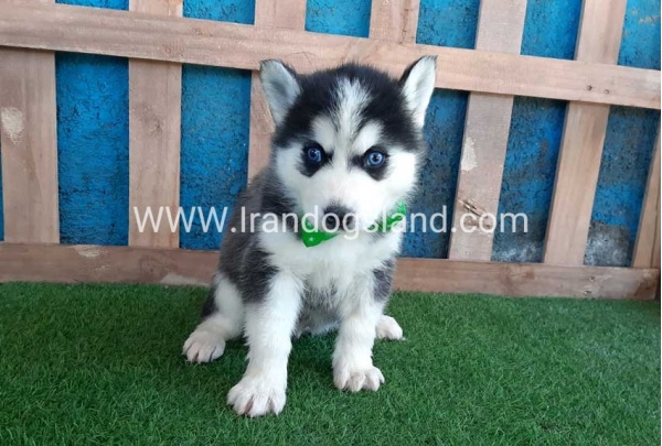 --husky-241_5