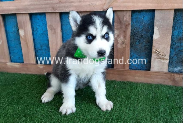--husky-241_6