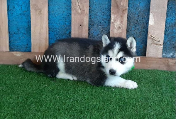 --husky-241_7