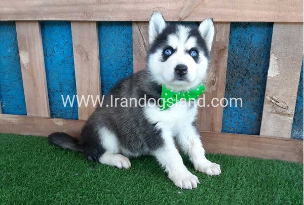 --husky-241_9