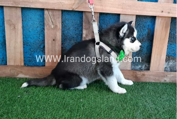 --husky-242_1