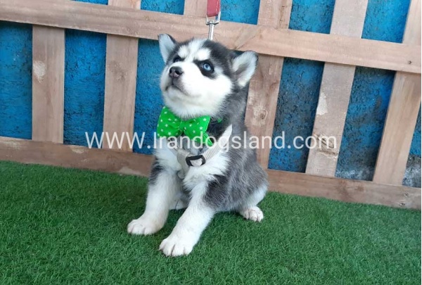 --husky-242_10