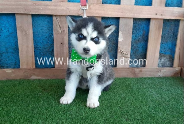 --husky-242_11