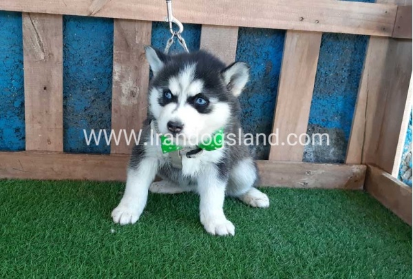--husky-242_2