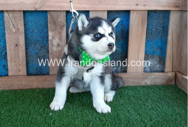 --husky-242_4