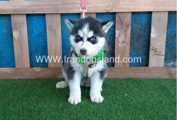 --husky-242_5
