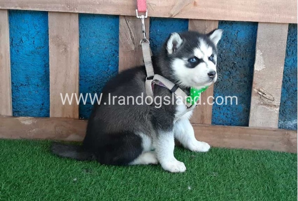 --husky-242_7