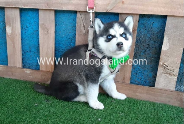 --husky-242_8