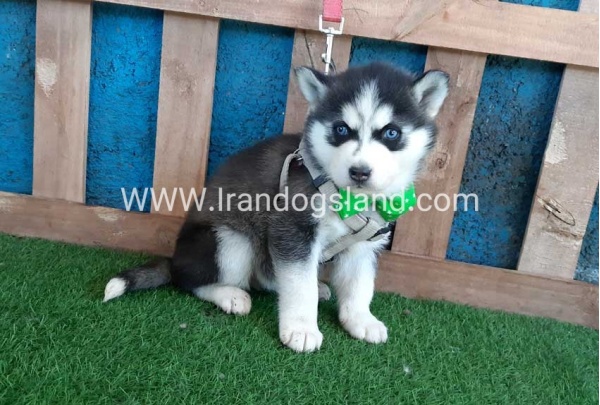 --husky-242_9