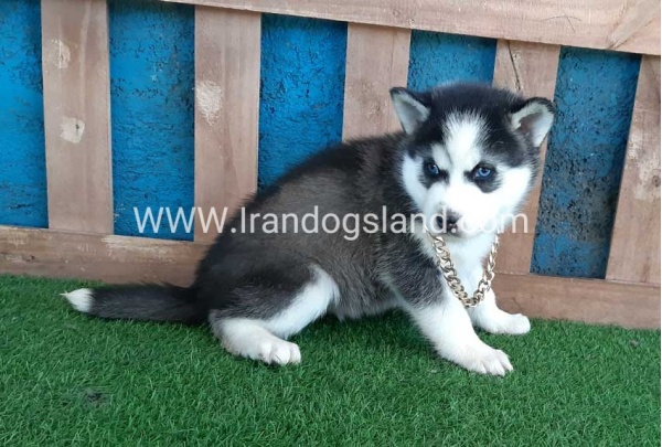 --husky-244_1