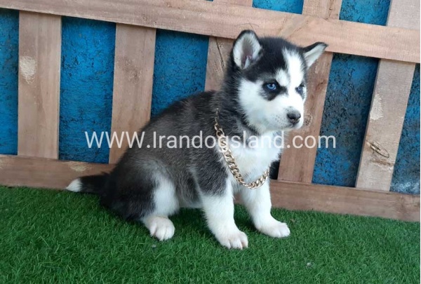--husky-244_2