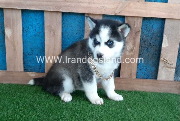 --husky-244_3