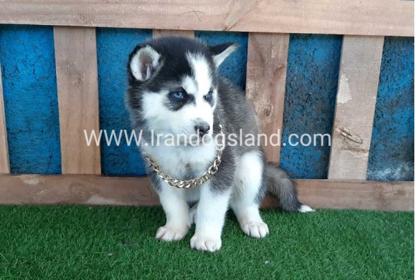 --husky-244_4