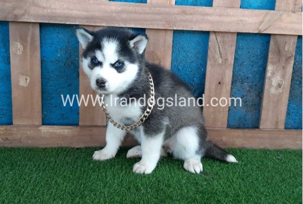 --husky-244_5