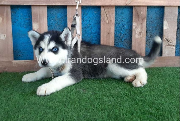 --husky-249_1